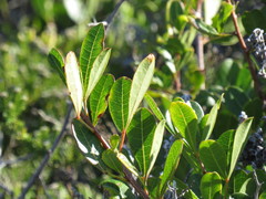 Searsia laevigata laevigata