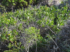 Searsia laevigata laevigata