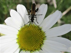 Oedemera femorata