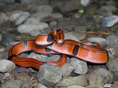 Oreocryptophis porphyraceus