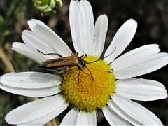 Oedemera femorata