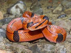 Oreocryptophis porphyraceus
