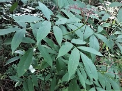 Sambucus australasica