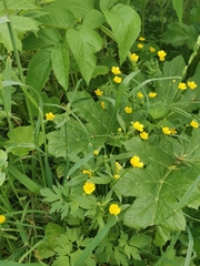 Ranunculus repens