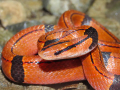 Oreocryptophis porphyraceus