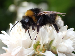 Bombus vestalis