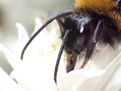 Bombus vestalis