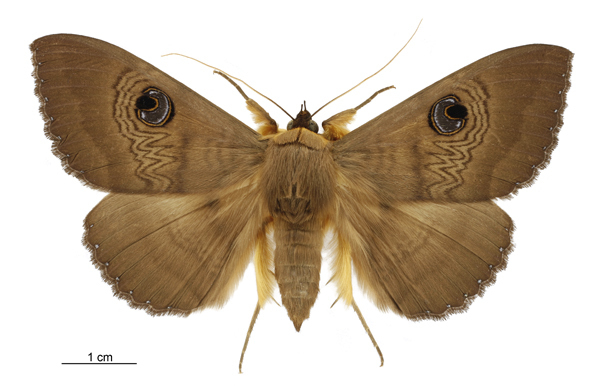 Southern Moon Moth