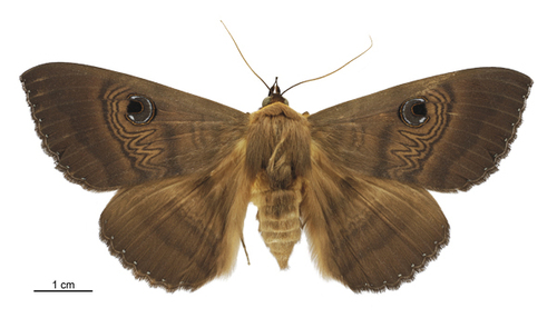 Southern Moon Moth photo 4