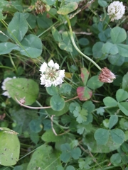 Trifolium repens