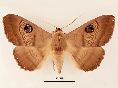 Southern Moon Moth photo 5