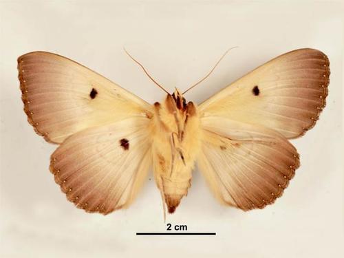 Southern Moon Moth photo 3