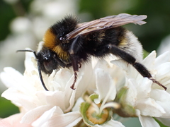 Bombus vestalis