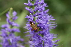 Adelphocoris vandalicus