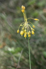 Allium flavum