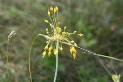 Allium flavum
