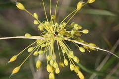 Allium flavum