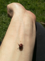 Chrysolina polita