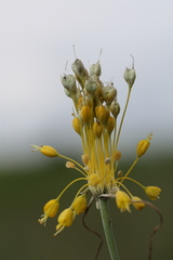 Allium flavum