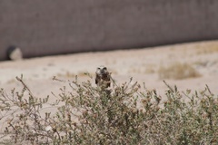 Athene cunicularia