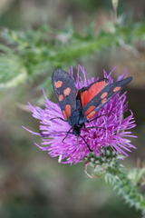 Zygaena angelicae