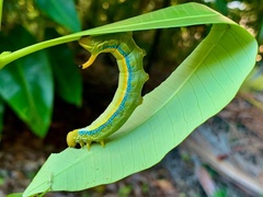 Daphnis placida