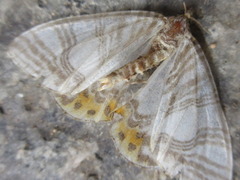 Callabraxas compositata