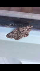 Peribatodes rhomboidaria