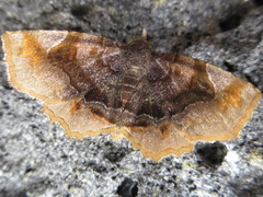 Pangrapta disruptalis