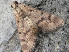 Termioptycha