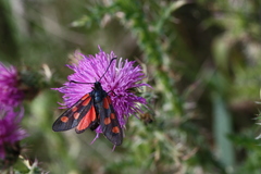 Zygaena angelicae