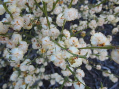 Acacia stenoptera