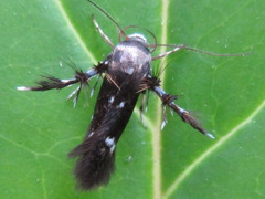Atrijuglans hetaohei