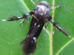Atrijuglans hetaohei
