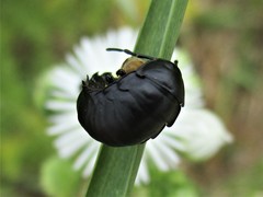 Ablattaria laevigata