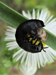 Ablattaria laevigata