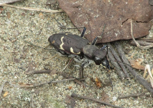 Wood Tiger Beetle