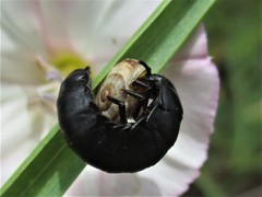 Ablattaria laevigata