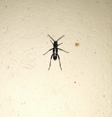 Xylotrechus smei
