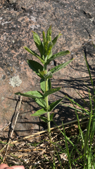 Lysimachia vulgaris