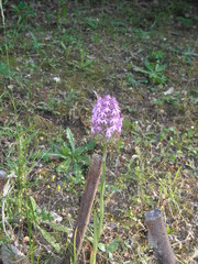 Anacamptis pyramidalis