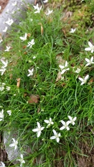 Moehringia muscosa