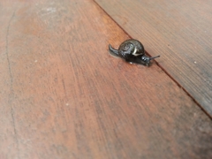 Helicarion permolle