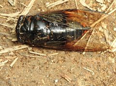 Cryptotympana mandarina