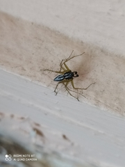 Oxyopes heterophthalmus