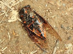 Cryptotympana mandarina