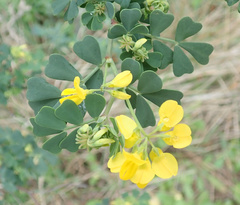 Coronilla