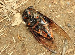 Cryptotympana mandarina