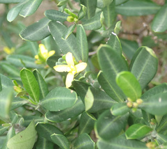 Cneorum tricoccon