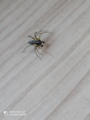 Oxyopes heterophthalmus